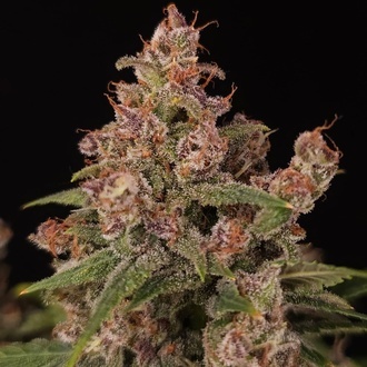 Banana Purple Auto (Paradise Seeds) Feminiserade