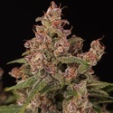 Banana Purple Auto (Paradise Seeds) Feminiserade