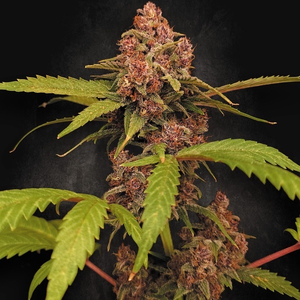 Banana Purple Auto (Paradise Seeds) Feminiserade