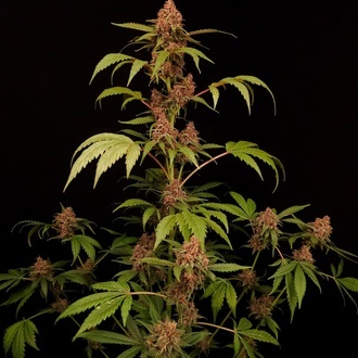 Banana Purple Auto (Paradise Seeds) Feminiserade