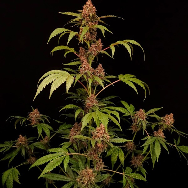 Banana Purple Auto (Paradise Seeds) Feminiserade