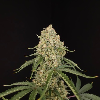 Tropical Fruit Cake (Paradise Seeds) feminiserade