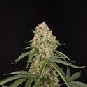 Tropical Fruit Cake (Paradise Seeds) Feminiserade