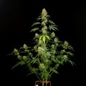 Tropical Fruit Cake (Paradise Seeds) Feminiserade