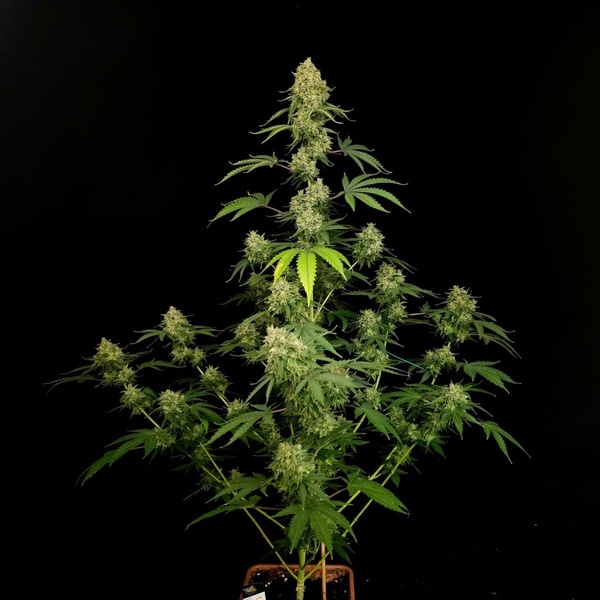 Tropical Fruit Cake (Paradise Seeds) Feminiserade