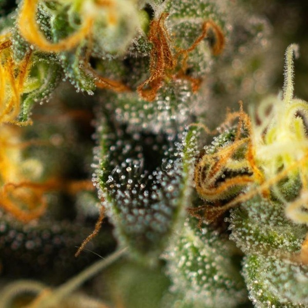 Tropical Fruit Cake (Paradise Seeds) Feminiserade