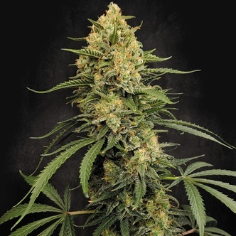 Zesty Bliss (Paradise Seeds) feminiserade