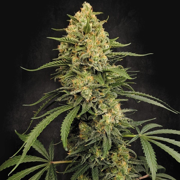 Zesty Bliss (Paradise Seeds) Feminiserade