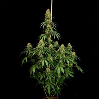 Zesty Bliss (Paradise Seeds) Feminiserade