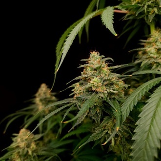 Zesty Bliss (Paradise Seeds) Feminiserade