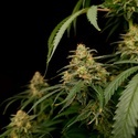 Zesty Bliss (Paradise Seeds) Feminiserade