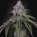 Velvet Mist (Paradise Seeds) Feminiserade