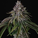 Velvet Mist (Paradise Seeds) Feminiserade