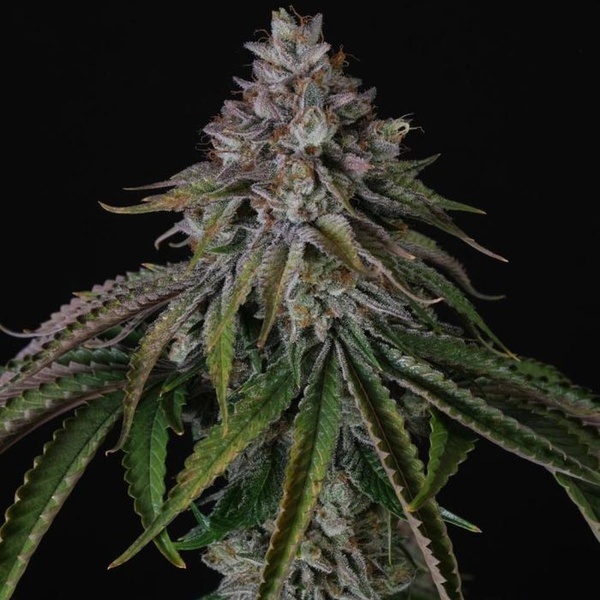 Velvet Mist (Paradise Seeds) Feminiserade