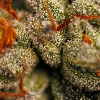 Velvet Mist (Paradise Seeds) Feminiserade