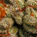Velvet Mist (Paradise Seeds) Feminiserade