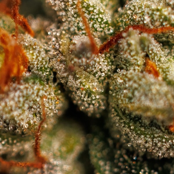 Velvet Mist (Paradise Seeds) Feminiserade