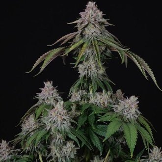 Velvet Mist (Paradise Seeds) Feminiserade