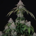 Velvet Mist (Paradise Seeds) Feminiserade