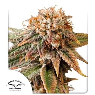 Auto Kingston Punch (Dutch Passion) feminiserad