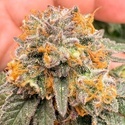 Auto Kingston Punch (Dutch Passion) Feminiserade