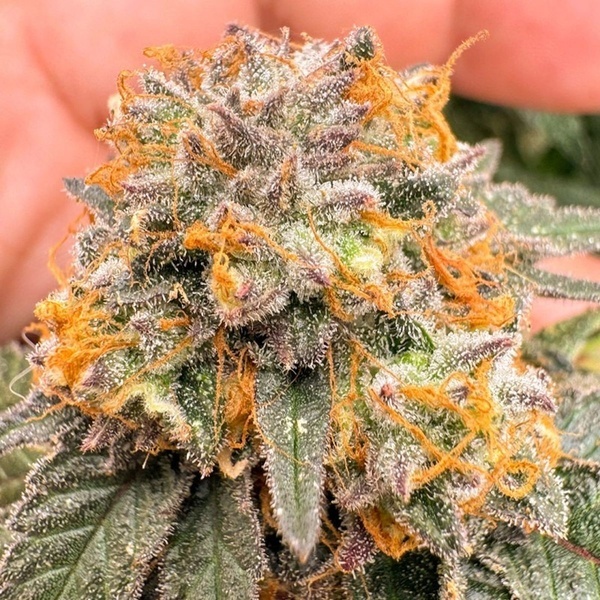 Auto Kingston Punch (Dutch Passion) Feminiserade