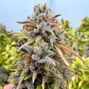 Auto Kingston Punch (Dutch Passion) Feminiserade