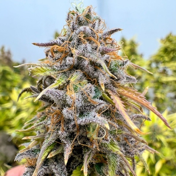 Auto Kingston Punch (Dutch Passion) Feminiserade