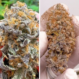 Auto Kingston Punch (Dutch Passion) Feminiserade