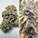 Auto Kingston Punch (Dutch Passion) Feminiserade