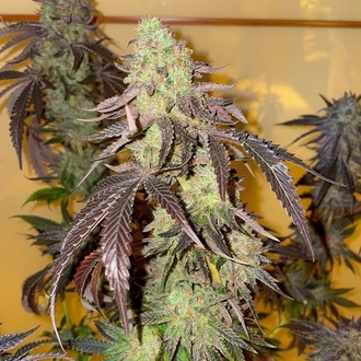 Kingston Punch (Dutch Passion) Feminiserade