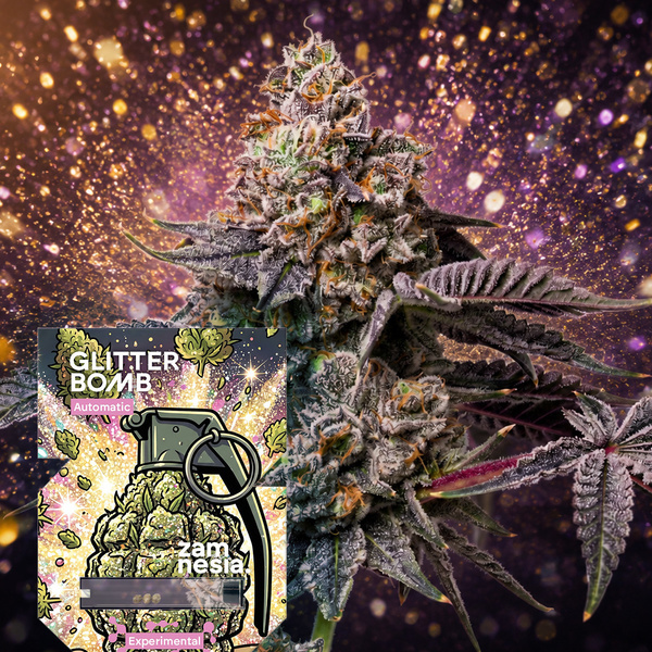 Glitter Bomb Autoflower (Zamnesia Seeds) Feminiserade
