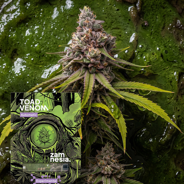 Toad Venom Autoflower (Zamnesia Seeds) Feminiserade