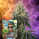 Cap Junky Autoflower (Zamnesia Seeds) Feminiserade