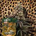 Cheetah Piss Autoflower (Zamnesia Seeds) Feminiserade