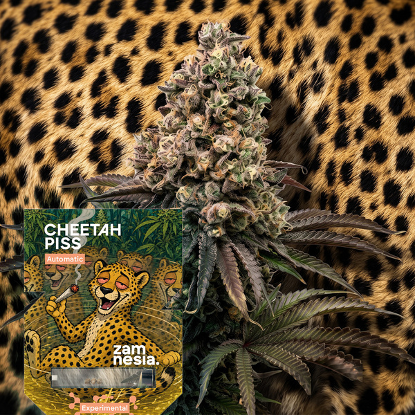 Cheetah Piss Autoflower (Zamnesia Seeds) Feminiserade