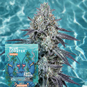 Blue Lobster Autoflower (Zamnesia Seeds) Feminiserade