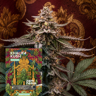 Khalifa Kush Autoflower (Zamnesia Seeds) Feminiserade