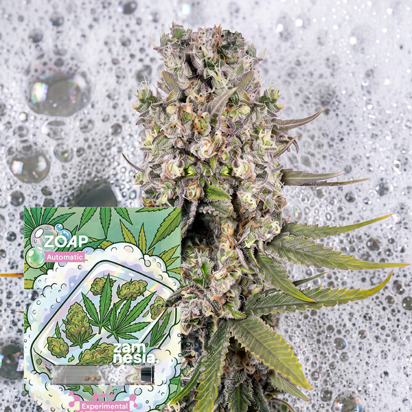 Zoap Autoflower (Zamnesia Seeds) Feminiserade