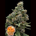 Calamansi Crystal Candy (Anesia Seeds) Feminiserade