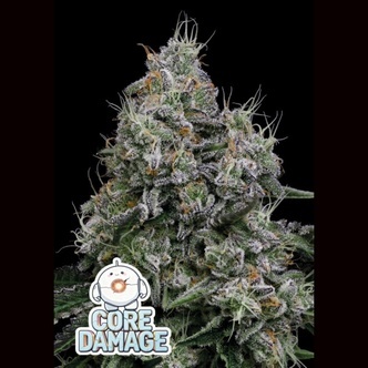 Core Damage (Anesia Seeds) feminiserade