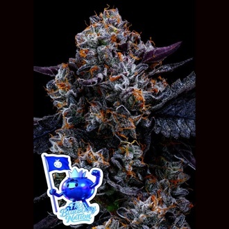 Gratis Blueberry Nation (Anesia Seeds) Feminiserade