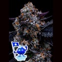 Gratis Blueberry Nation (Anesia Seeds) Feminiserade