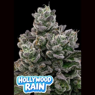 Hollywood Rain (Anesia Seeds) Feminiserade
