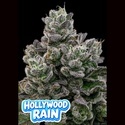 Hollywood Rain (Anesia Seeds) Feminiserade