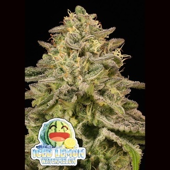 Iced Lemon Watermelon (Anesia Seeds) Feminiserade