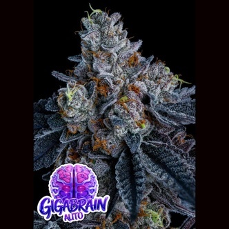 Giga Brain Auto (Anesia Seeds) Feminiserade