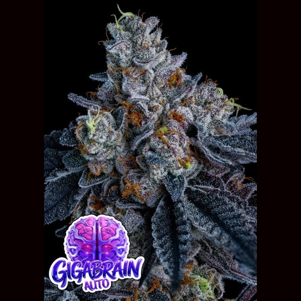 Giga Brain Auto (Anesia Seeds) Feminiserade