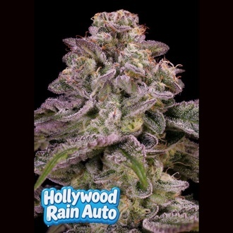 Hollywood Rain Auto (Anesia Seeds) Feminiserad