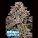 Hollywood Rain Auto (Anesia Seeds) Feminiserad